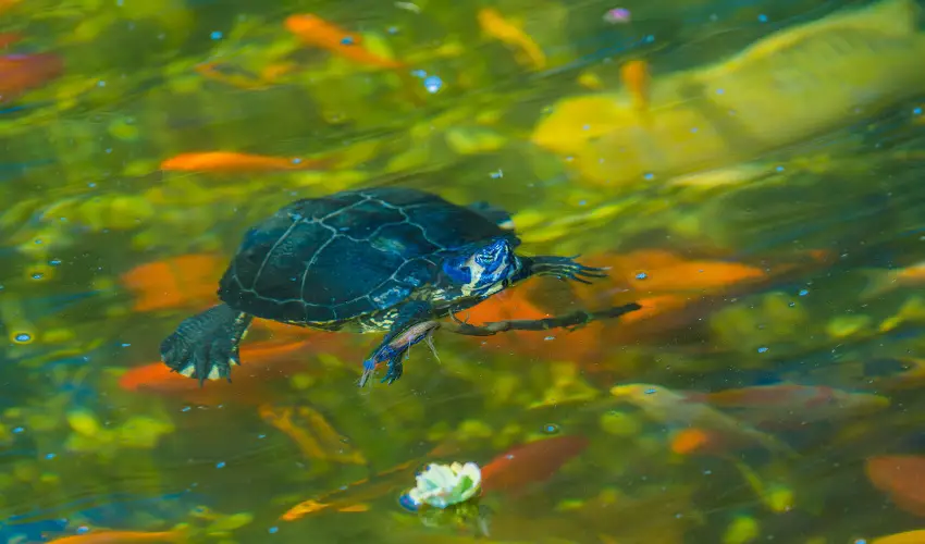 SunGarden Wellness Hotel Sifok
